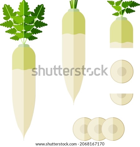 Set of daikon radishes for banners, flyers. Whole, half, and sliced daikon radish. Root vegetables. Japanese Radon, White Chinese Radish, mooli, White Radish. Flat style. Vector illustration Royalty-Free Stock Photo #2068167170
