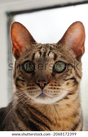 Bengal cat in a window with backlight in natural daylight