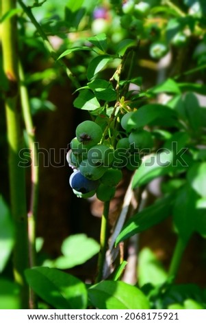 Blueberries fruits hanging on blueberry plant in the garden on a sunny day. Stock Photo
