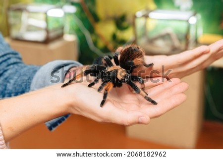 A large tarantula spider sits on the arm.