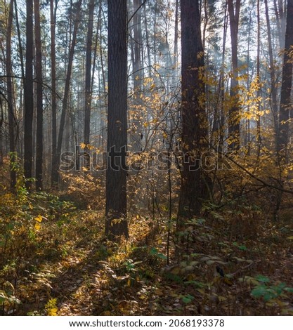 autumn forest illuminated by the rays of the sun