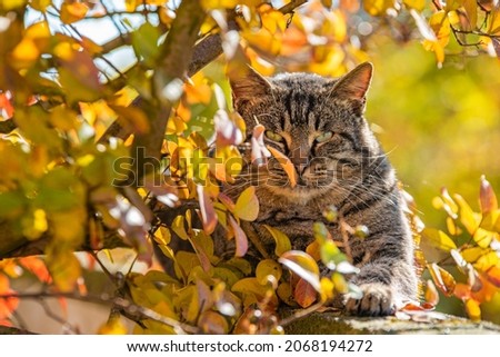 Cute Cat amongst autumn leaves in a sunny day