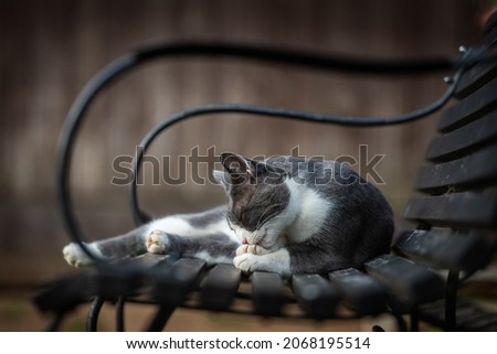 Domestic cat on a garden bench licking his paw Royalty-Free Stock Photo #2068195514