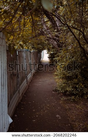 A path between trees and a fence in the evening.