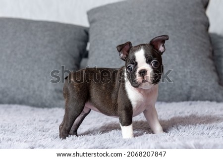 Portrait of a cute little two-month-old Boston Terrier puppy standing on a bed