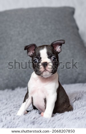 Portrait of a cute little two-month-old Boston Terrier puppy sitting on a bed