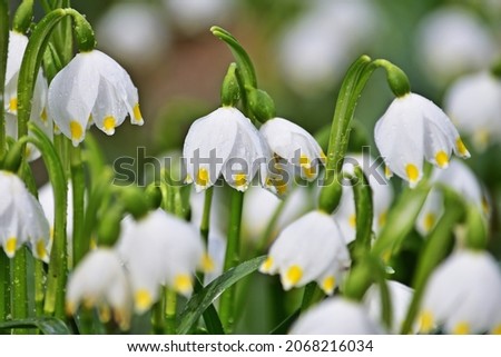 Leucojum vernum, called spring snowflake is a perennial bulbous flowering plant species in the family Amaryllidaceae.