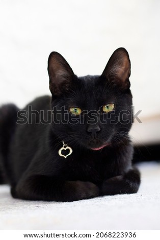 black cat with heart shaped collar lies on white capet