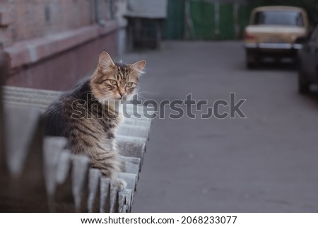 Young cat standing on the slate in summer town backyard.