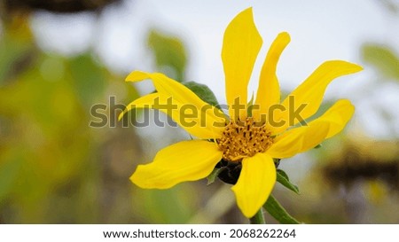 delicate yellow wildflower. sunflower isolated on blurred background. Closeup nature image. The most beautiful picture, spring or summer nature, wild and meadow flowers. autumn flower