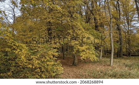 autumn in the forest with beautiful yellow leaves