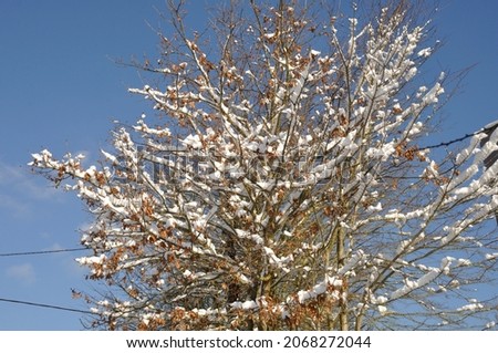Branches covered in snow in Winter