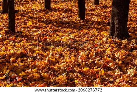 the lower part of the tree trunks covered with yellow leaves. High quality photo