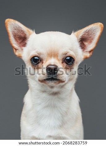 Headshot of lovable chihuhua dog with white fur