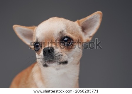 Pedigreed small chihuahua doggy posing against gray background
