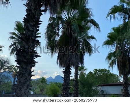 Palm trees on a background of a mountain.