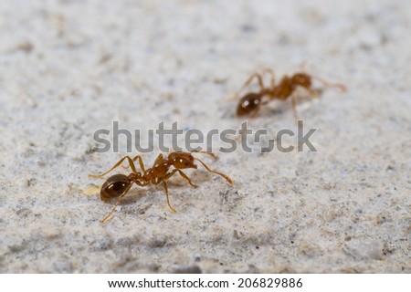 Red Imported Fire Ant, Solenopsis invicta