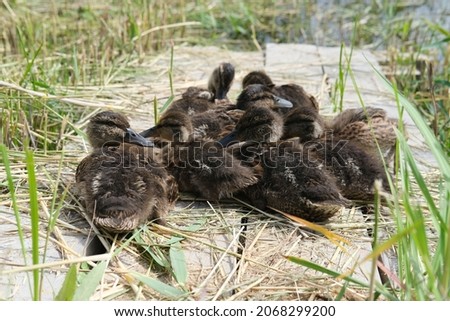 Ducklings came out of a stream overgrown with grass to eat