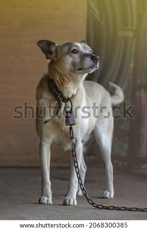Lonely faithful watchdog lies next to a wood booth. Dog on a chain guarding the house. Young sad pet walking at sunset. Dog with sad eyes. Royalty-Free Stock Photo #2068300385