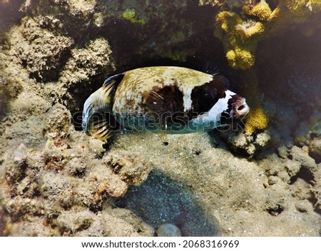masked puffer Arothron diadematus is a pufferfish in the family Tetraodontidae View of a masked puffer fish, Arothron diadematus, swimming among coral. Puffers are named for their habit of blowing up  Royalty-Free Stock Photo #2068316969