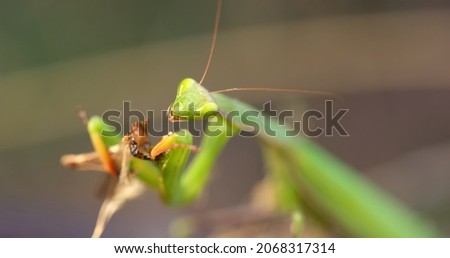 Green praying mantis feeding on grasshopper closeup