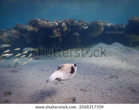 masked puffer Arothron diadematus is a pufferfish in the family Tetraodontidae View of a masked puffer fish, Arothron diadematus, swimming among coral. Puffers are named for their habit of blowing up  Royalty-Free Stock Photo #2068317509