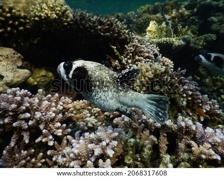 masked puffer Arothron diadematus is a pufferfish in the family Tetraodontidae View of a masked puffer fish, Arothron diadematus, swimming among coral. Puffers are named for their habit of blowing up  Royalty-Free Stock Photo #2068317608