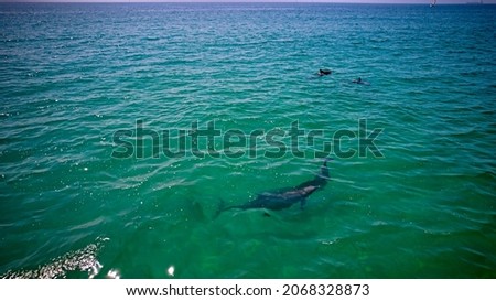 Amazing dolphins swimming in the ocean