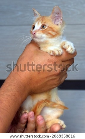 little cute white with ginger kitten in hands