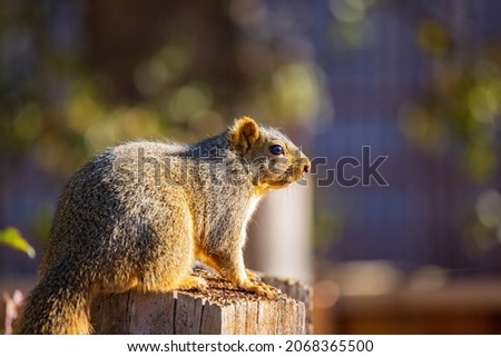 Close up shot of Mexican fox squirrel at Oklahoma
