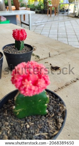 red cactus connected to dragon fruit stems to be used as a bonsai medium and can be planted indoors