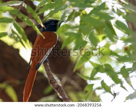India, 30 October, 2021 : Asian paradise flycatcher on branch. Terpsiphone paradisi.
