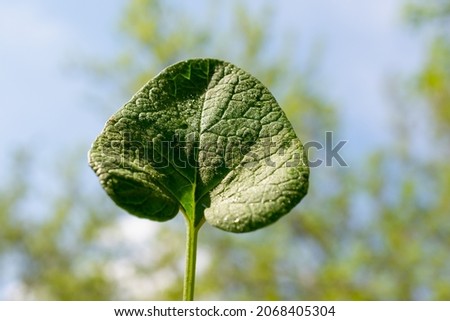 An oval green leaf in early spring.