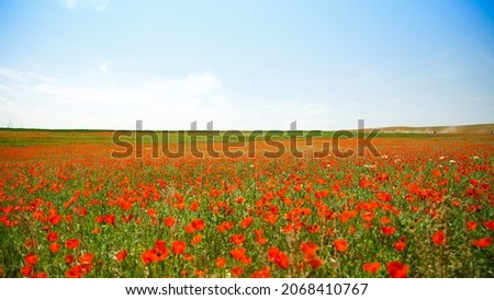 Poppies field. A beautiful field of blooming poppies.
