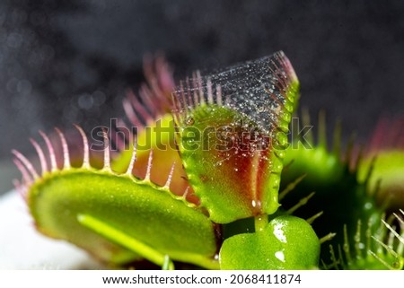 Close up of Venus Fly Trap with Spider Web Inside Trap