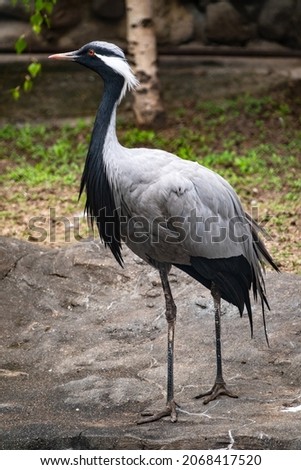 The demoiselle crane, lat. Anthropoides virgo or Grus virgo in zoo. A graceful large bird with long legs. Royalty-Free Stock Photo #2068417520