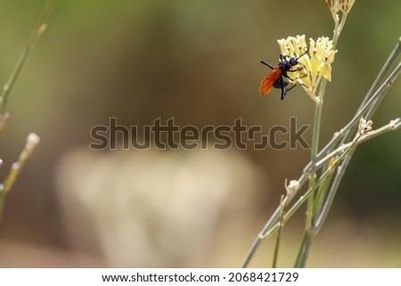 A spider-hunting wasp or pompilid wasp feeding from the nectar of a flower.