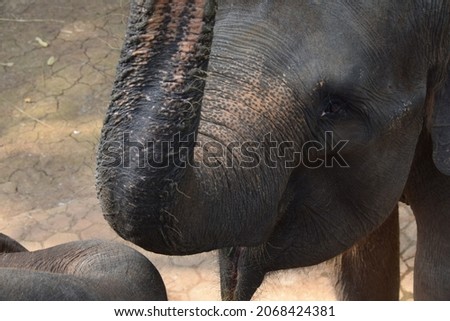 Close up of elephant face with trunk at the zoo in Lampung. it was taken in 2018.