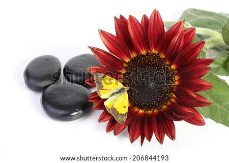 Sunflower and butterfly black stones