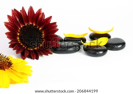 Sunflower stones and petals on white background