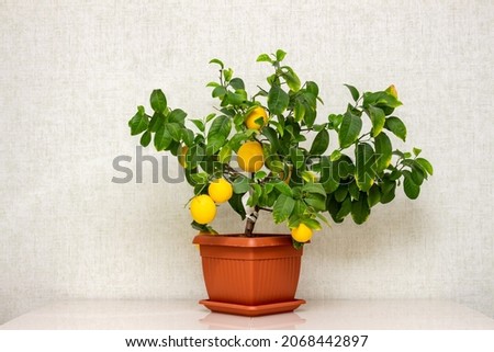 Potted citrus plant with ripe yellow-orange fruits on the table. Indoor growing Volkamer lemon with sheared ripe fruits.  Ripe yellow lemon fruits and green leaves Royalty-Free Stock Photo #2068442897
