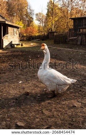 Village house, barnyard. Geese are walking in the yard, rural life