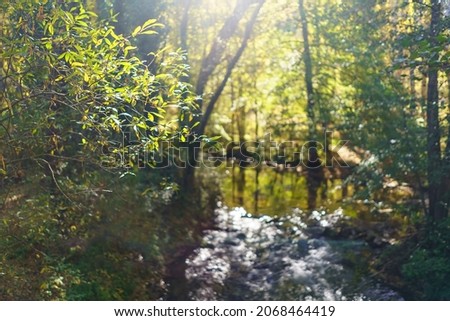 Sunburst through the trees in a blurry landscape with a mystical atmosphere.