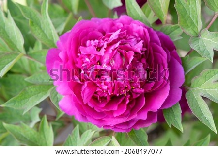 Peony.  One of the beautiful flowers of China.