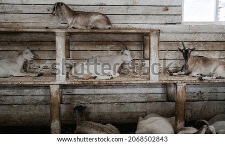 Domestic goats lying indoors on wooden shelf.