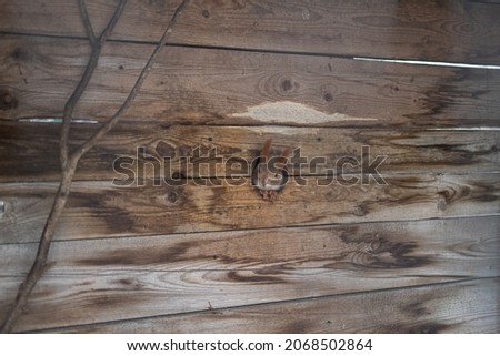 Curious squirrel peeping out from a hole in wood boards.
