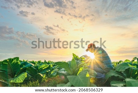 Agriculture work on cropping data analysis by tablet and flare light morning in tobacco farm field.technology for plantation data link with internet make a good plant organic product and non-toxic Royalty-Free Stock Photo #2068506329