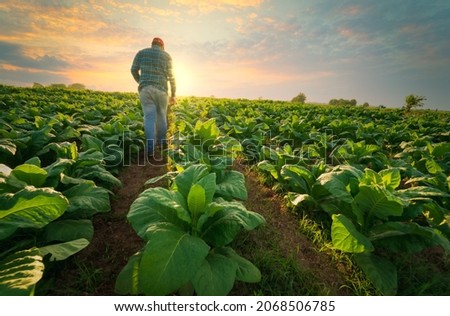 Agriculture work on cropping data analysis by tablet and flare light morning in tobacco farm field .technology for plantation data link with internet make a good plant organic product and non-toxic Royalty-Free Stock Photo #2068506785