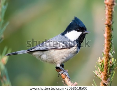 Beautiful birds on the background of forest, field, panorama of nature. All seasons: summer, autumn, spring, winter; tree textures, bright photos taken in the morning, evening, afternoon.  