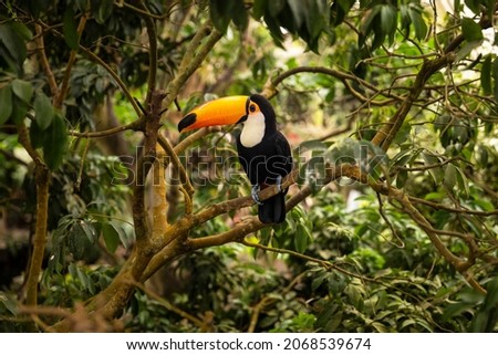 Toucan tropical exotic bird from the rainforest with its iconic yellow orange beak sitting on the branch of a tree surrounded by greenery Royalty-Free Stock Photo #2068539674